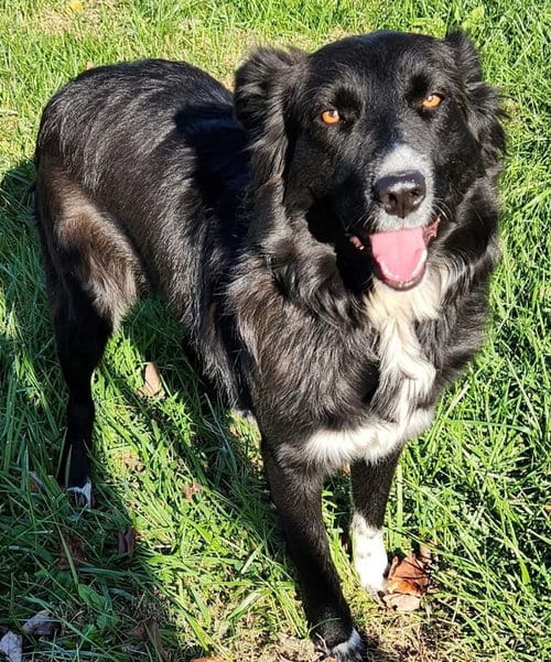 Photo of Boots, adoptable Border Collie in Cromwell, Kentucky