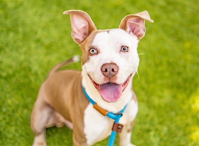 Photo of Sand, adoptable Pit Bull Terrier in San José, California
