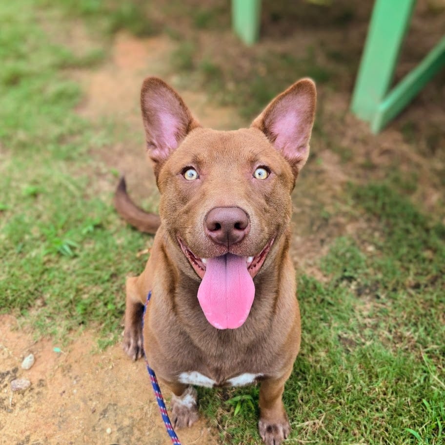 Photo of Blue, adoptable Labrador Retriever in Douglasville, Georgia