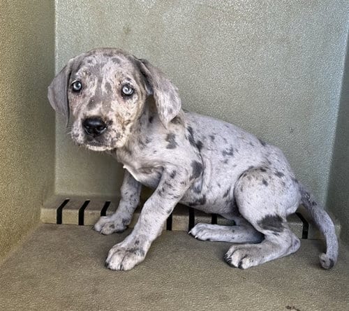 Photo of A5804151, adoptable Cane Corso Mastiff in Lancaster, California