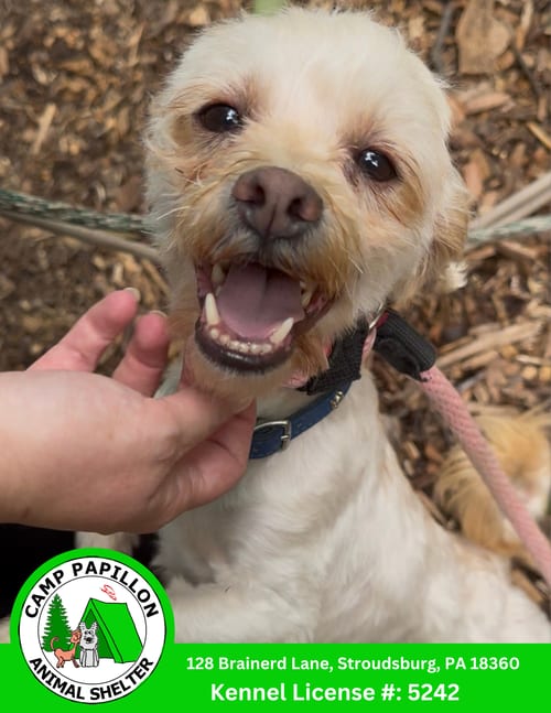 Photo of Cupid, adoptable Shih Tzu in Stroudsburg, Pennsylvania