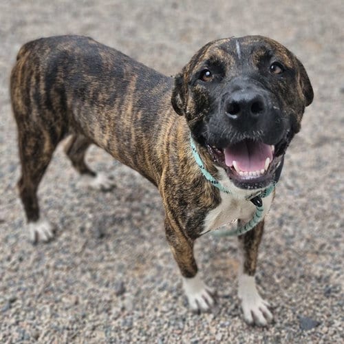 Photo of Checkers, adoptable American Pit Bull Terrier in Mesa, Arizona
