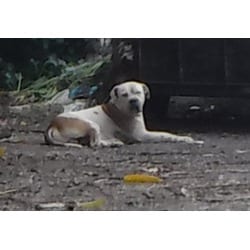 Photo of Taco, adoptable American Bulldog in Doral, Florida