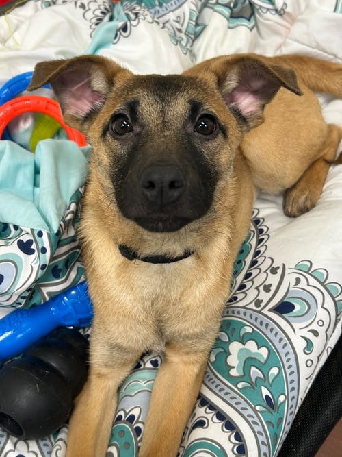 Photo of Juniper, adoptable Shepherd in Jefferson, New Jersey