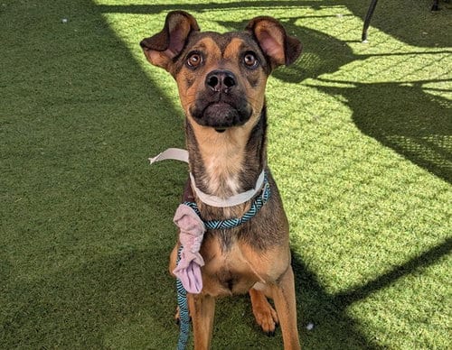 Photo of Pumpernickel, adoptable German Shepherd Dog in Phoenix, Arizona