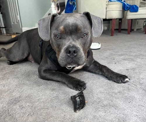 Photo of Arlo 1, adoptable American Staffordshire Terrier in Berlin, New Jersey