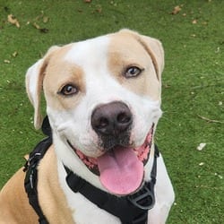 Photo of Luke AG, adoptable Mastiff American Pit Bull Terrier in Hartford, Connecticut