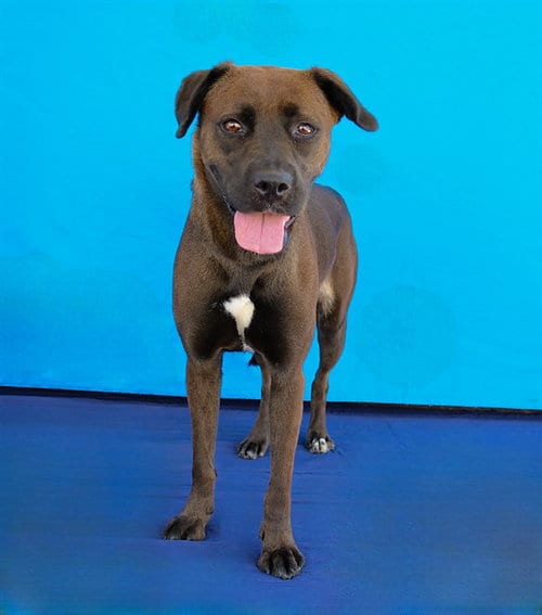 Photo of Shadow, adoptable Labrador Retriever in Baldwin Park, California