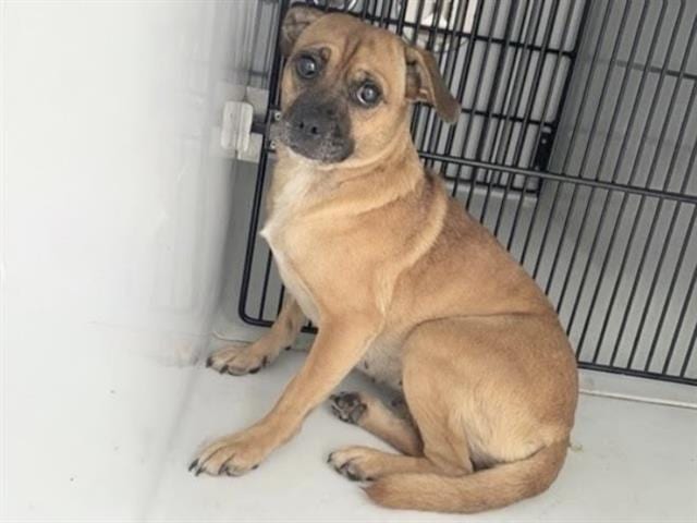 Photo of Senior Pug mix, adoptable Pug mix in Houston, Texas