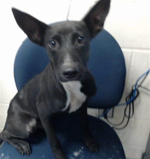 Photo of Koba, adoptable Belgian Shepherd Malinois in Fayetteville, North Carolina