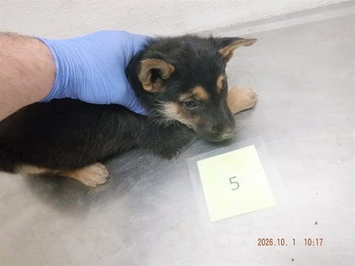 Photo of Sabrina, adoptable German Shepherd Dog in Oroville, California