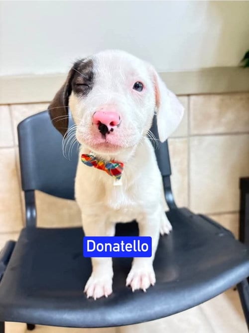 Photo of ML Donatello aka Hunter, adoptable Labrador Retriever in Warrenton, Missouri