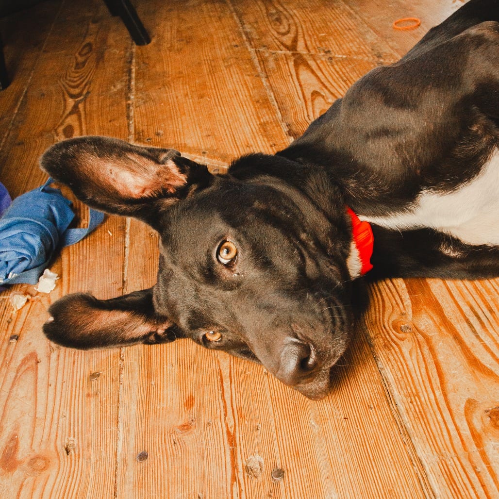Photo of Nyx, adoptable Terrier, Pit Bull / Mix in Dallas, Texas