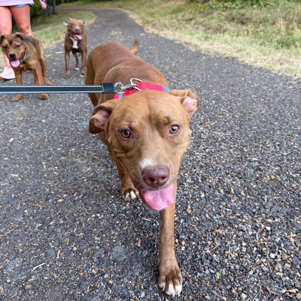 Photo of Flopsy, adoptable Mixed Breed (Medium)