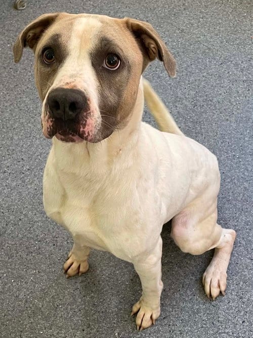 Photo of Rambo, adoptable Pit Bull Terrier in Low Moor, Virginia