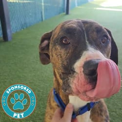 Photo of Bruno, adoptable Mixed Breed (Large) in Lakeland, Florida