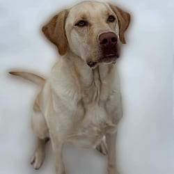 Photo of Cooper, adoptable Labrador Retriever in Southington, Connecticut