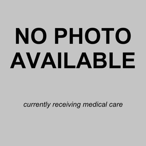 Photo of Rex, adoptable Terrier in San Antonio, Texas