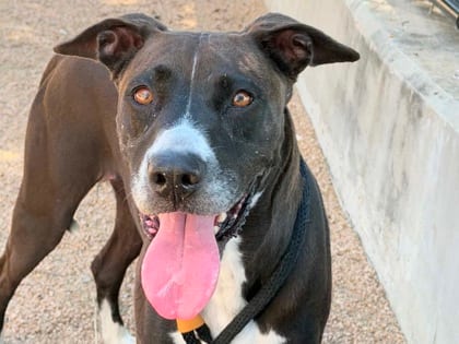 Photo of Kelly, adoptable dog in Georgetown, Texas