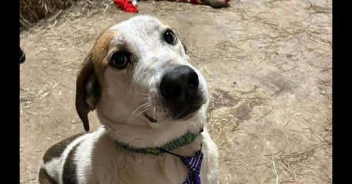 Photo of Tyson, adoptable Terrier in Abbeville, Louisiana