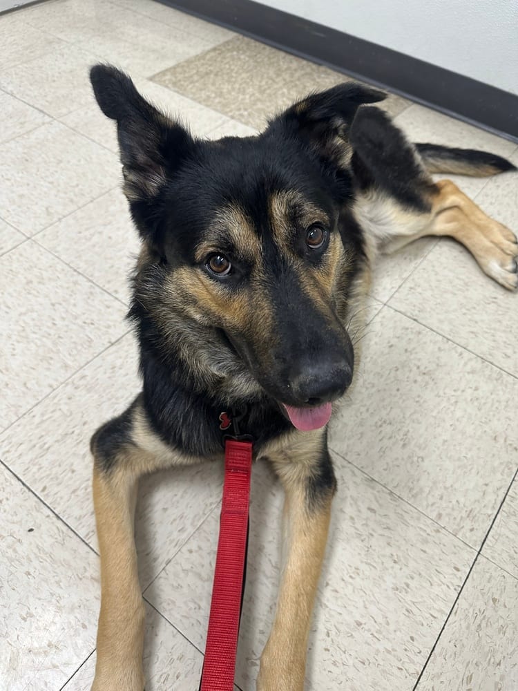 Photo of Rex, adoptable German Shepherd Dog in Dana Point, California