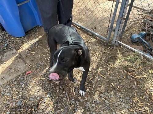 Photo of Mickey, adoptable American Pit Bull Terrier in Phoenix, Arizona