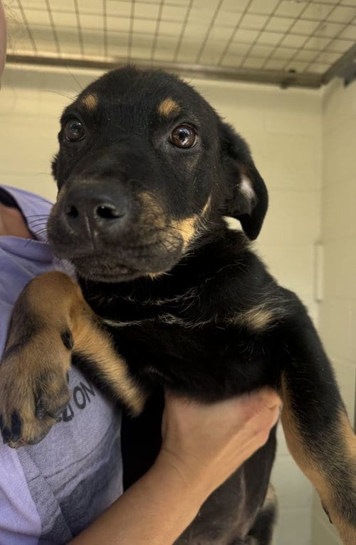Photo of Steel, adoptable Shepherd in Hilton Head, South Carolina