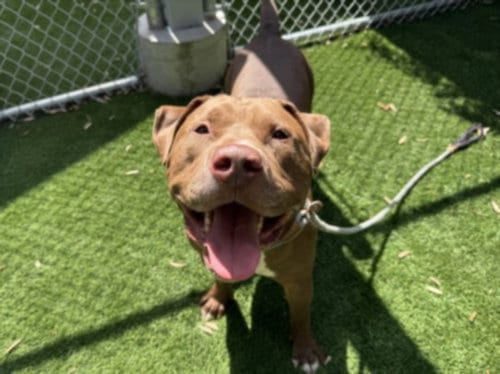 Photo of Woody, adoptable Pit Bull Terrier in Los Angeles, California