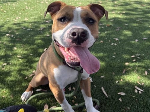 Photo of Canelo, adoptable Pit Bull Terrier in Los Angeles, California