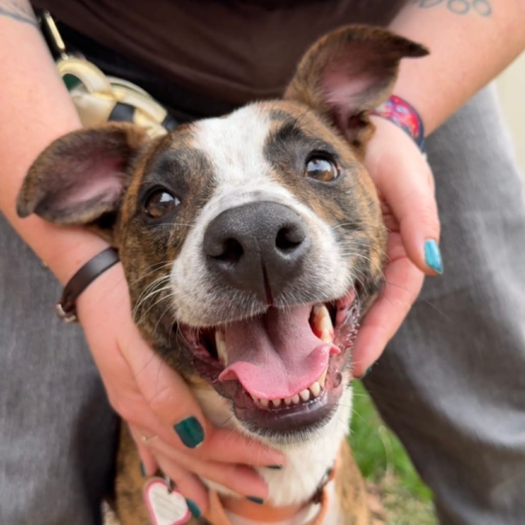 Photo of Phoenix - In Foster, adoptable Terrier, Pit Bull / Mix in Springfield, Massachusetts