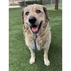 Photo of Danner, adoptable Golden Retriever in Chatsworth, California