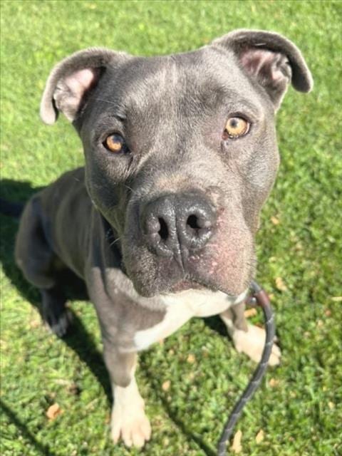Photo of Hades, adoptable Pit Bull Terrier in Woodland, California