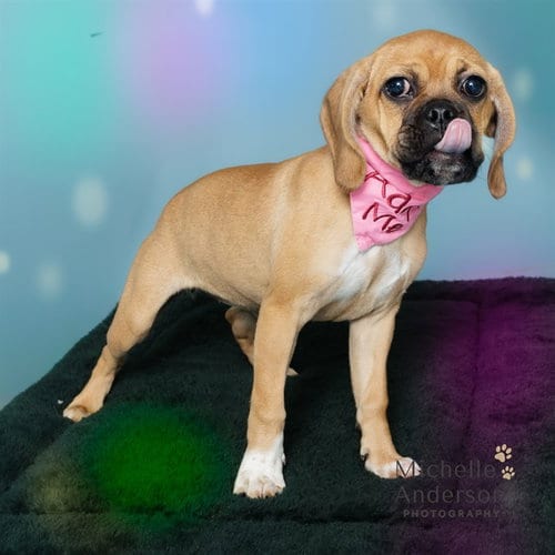 Photo of A165521, adoptable Boxer in Corona, California
