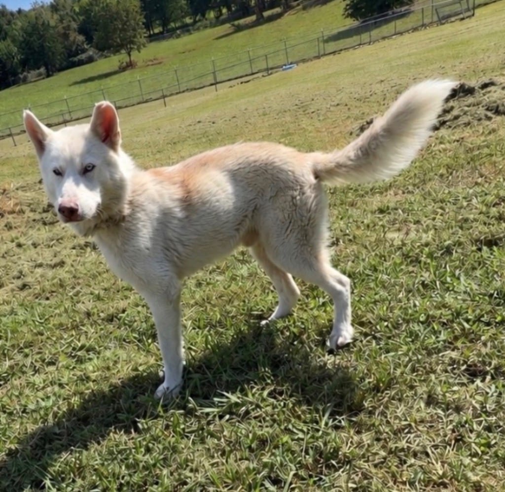 Photo of Azriel, adoptable Husky in Chickamauga, Georgia