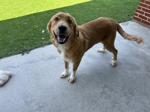 Photo of Danny, adoptable Great Pyrenees in Grand Prairie, Texas