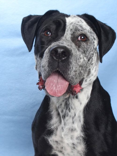 Photo of Lacey, adoptable Pit Bull Terrier in Burbank, California