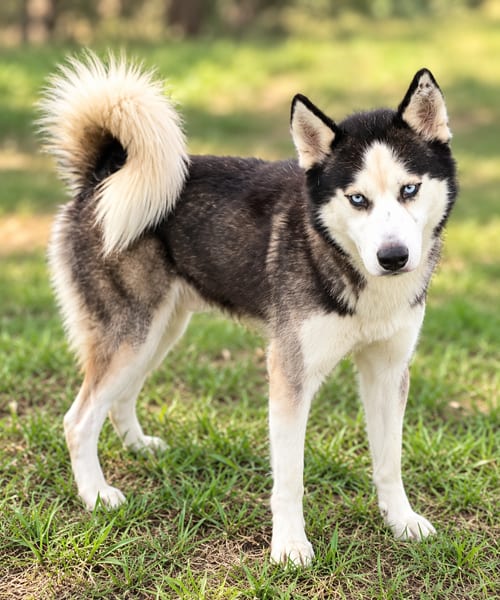 Photo of Frey, adoptable Siberian Husky in Carrollton, Texas