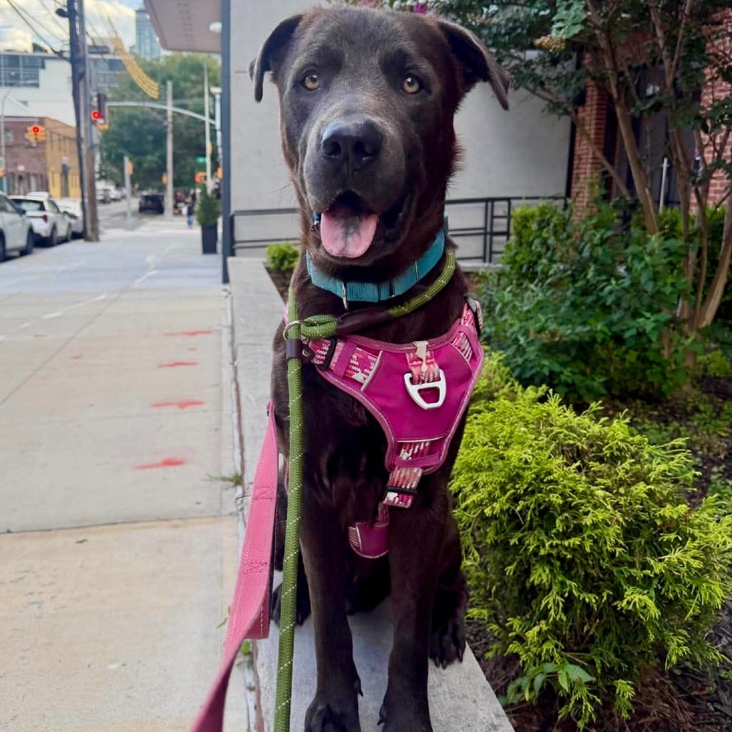 Photo of Coco Fred, adoptable Retriever, Chocolate Labrador / Mixed Breed (Large) in Whitestone, New York