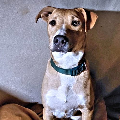 Photo of Matthew, adoptable Labrador Retriever in Rutherfordton, North Carolina