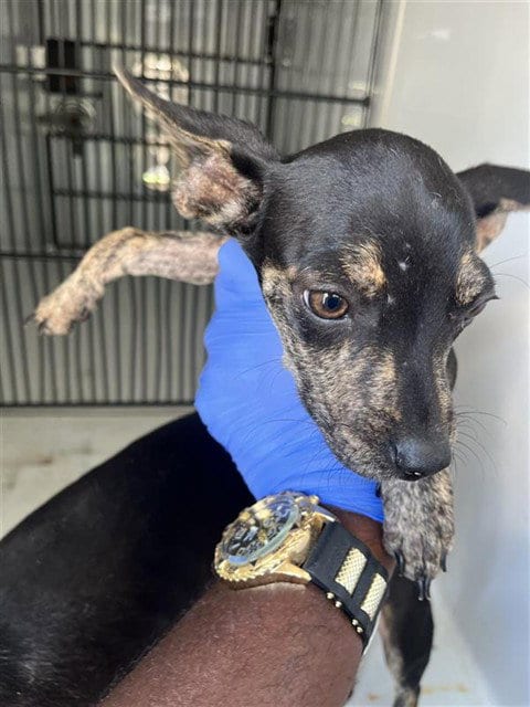 Photo of A662260, adoptable Pit Bull Terrier in Houston, Texas