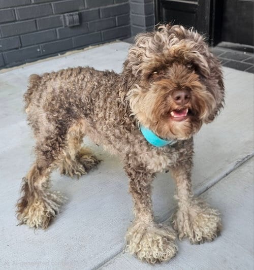 Photo of Luke, adoptable Cavalier King Charles Spaniel in Sussex, New Jersey