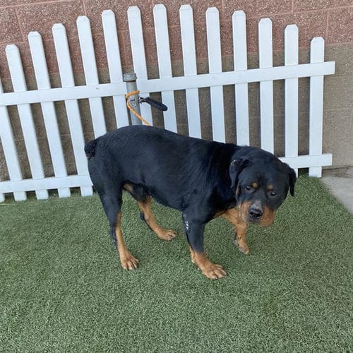 Photo of A615051, adoptable Rottweiler in Modesto, California