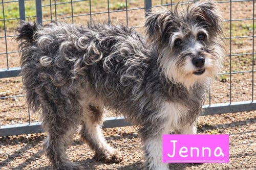 Photo of Jenna, adoptable Yorkshire Terrier Yorkie in Robbinsdale, Minnesota