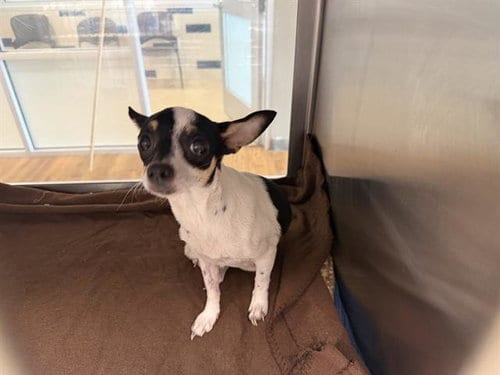 Photo of Misty, adoptable Chihuahua in Grand Prairie, Texas