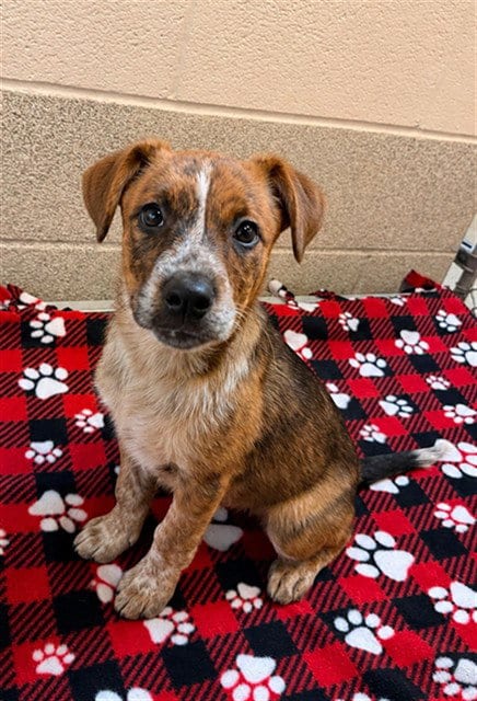 Photo of Lola, adoptable Australian Cattle Dog/Blue Heeler in Statesville, North Carolina