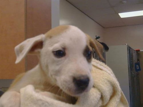 Photo of Josie, adoptable Pit Bull Terrier in Sacramento, California