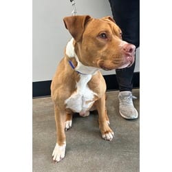 Photo of Doc Martin, adoptable Mixed Breed (Medium) in Georgetown, Delaware