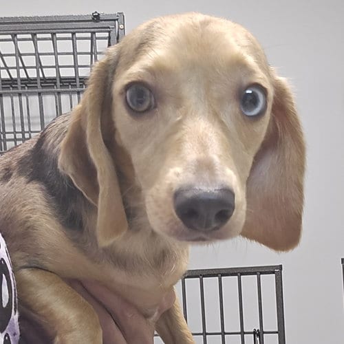Photo of Pear, adoptable Beagle in Normal, Illinois