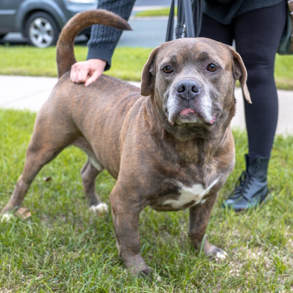 Photo of Chewy, adoptable Mixed Breed (Large) in Buffalo, Minnesota