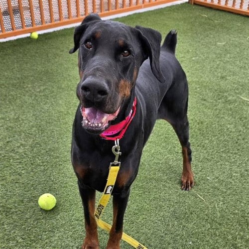 Photo of Agua, adoptable Doberman Pinscher in Las Vegas, Nevada